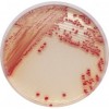 法国科玛嘉不动杆菌显色培养基