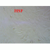 HSF 成年人皮肤成纤维细胞