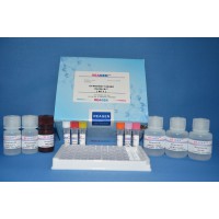 阿奇霉素酶联免疫反应试剂盒
