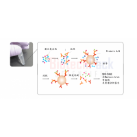 蛋白质相互作用分析