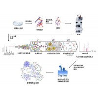 MRM或PRM定量蛋白组学分析