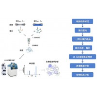 基于SILAC或Dimethyl标记的定量蛋白组分析