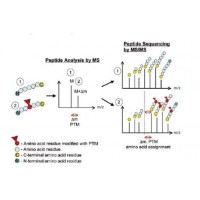 翻译后修饰蛋白组分析