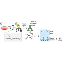 泛素化定量蛋白组学研究
