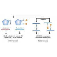 蛋白二硫键鉴定和定量分析