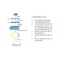 基于PCR扩增的单克隆抗体测序服务