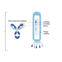 噬菌体展示抗体库服务